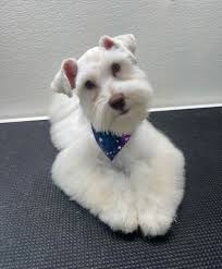 Merry Christmas from ella, coco, and lemon!! Photo by mom, Christina 😍😍😍