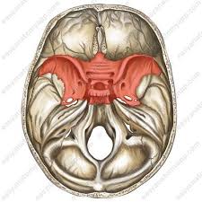 Image result for Sphenoid Bone