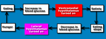 Neural Control of Eating