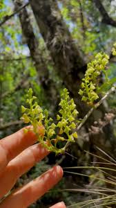 Image result for Polystachya odorata