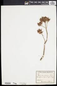 Image result for Kalanchoe velutina