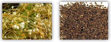 Image result for Cuscuta kilimanjari