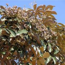 Image result for Astropanax polysciadius