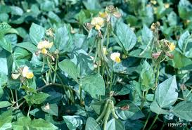 Image result for Vigna luteola