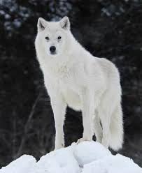 Wayfair.com has been visited by 1m+ users in the past month 33 Best White Wolves With Bright Blue Eyes Ideas White Wolf Beautiful Wolves Wolf With Blue Eyes