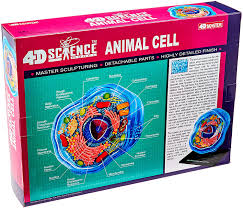 Organelles in an animal cell are suspended in a fluid called the cytoplasm. Famemaster 4d Science Animal Cell Anatomy Model 26700 Anatomy Toys Games Pogrebnoneven Rs