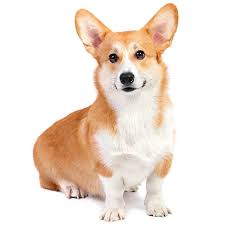 what is the best dog food for a corgi