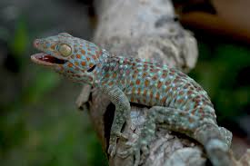 We did not find results for: Tokek Dan Kelirunya Persepsi Kita Mongabay Co Id Mongabay Co Id