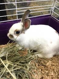 Business profile new jersey exotic pets. Nj Exotic Pets Rabbits All Up For Adoption Free Facebook