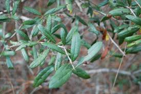 Check spelling or type a new query. Plant Database Dwarf Live Oak