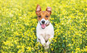 His coat is long, and silky, and can come in different colors such as white, blue, grey or tan. Short Haired Small Dogs Breeds For Those That Hate To Groom
