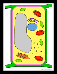 More images for picture of plant cell without labels » 35 Plant Cell Without Label Label Design Ideas 2020