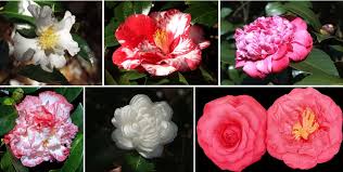 Check spelling or type a new query. Cir461 Ep002 Camellias At A Glance