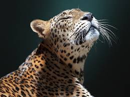 Wallpaper little jaguar young jaguar wild cat face animals wallpaper download high 327019 title animal jaguar cats wallpaper wild leopard family simulator 1920×1200 download hd. Page 4 Jaguar Cat Hd Wallpapers Free Download Wallpaperbetter