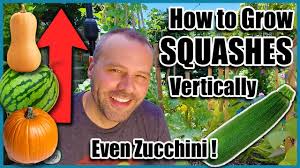 Using a tomato cage to grow zucchini vertically is a great way to keep the plants from flopping out or raised beds into the paths. How To Grow Squash Vertically Even Zucchini Small Space Gardening Youtube