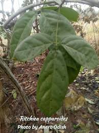 Image result for Ritchiea capparoides