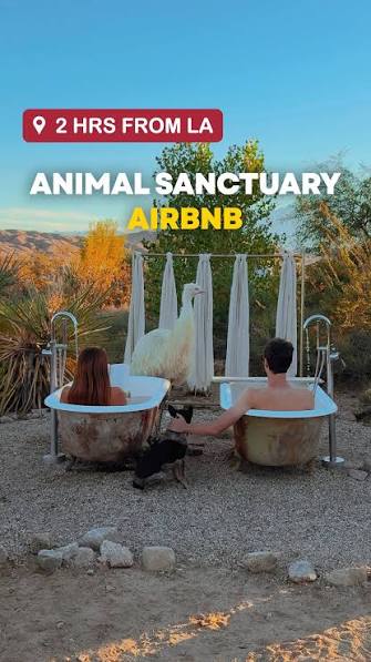 You can stay at this unique animal sanctuary airbnb in the desert with  @kaleidoscopedesert - 2 hours from Los Angeles 🦓🌵, Kaleidoscope Desert is  a 5-acre land near Joshua Tree filled with rescued ...