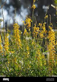 Image result for Crotalaria trichotoma