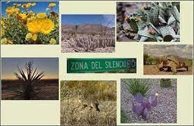 Pin En Mexico Su Flora Y Su Fauna 33