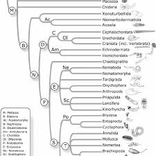 Dream big—and get there if it's monday, it's time to move the needle. Summary Of Relationships Within Metazoa Nodes Labelled With Circled Download Scientific Diagram