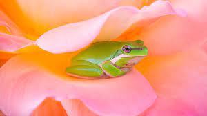 3840x2160 3840x2160 dell company computers frog green yellow red wallpaper. Cute Frog In Pink Flower Hd Wallpapers