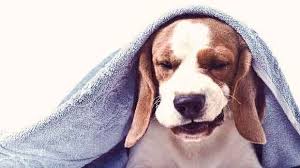 The tumors start slowly with your dog only sneezing occasionally to clear the growth, but as the tumor expands and takes up more room, your dog will have frequent attacks of sneezing as he tries to expel the growth. Dog Coughing And What It Might Mean Petcarerx