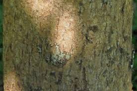 Image result for Inhambanella henriquesii