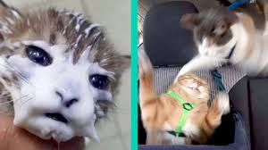 These funny cats are hired to make you laugh in these videos. Best Cat Memes Compilation Of 2020 Part 19 Funny Cats Youtube