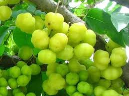 Fruit Names A Z With Pictures Fruit Names Starting With O Fruit Names Fruit Picture Gooseberry Fruit