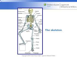 Some of them are trace metal contents of human tissues and total body burdens are useful for studies of nutrition and. Memmler S The Human Body In Health And Disease 11th Edition Ppt Video Online Download