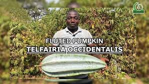 Image result for Telfairia