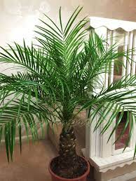1 Phoenix Canary Island Date Palm In Pot Indoor Outdoor Tree Ornamental Plant Ebay Plants Outdoor Trees Ornamental Plants