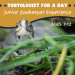 Junior Zookeeper Experience: Tortologist for a Day