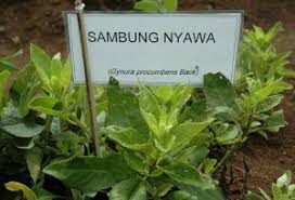 Daun sambung nyawa atau yang memiliki nama ilmiah gynura procumbens merupakan tanaman yang dimanfaatkan dalam berbagai kebutuhan herbal. Sambung Nyawa Wikipedia Bahasa Indonesia Ensiklopedia Bebas