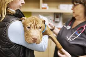 Signs Of Parvo Petco