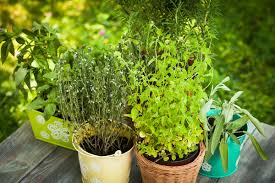 Prized since ancient times, and today although, the herbs been in use in our diet since antiquity, only recently they have taken the. 7 Perennial Herbs To Plant Now Modern Farmer