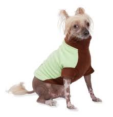Cold Weather Clothing For Your Pets Petsafe Articles
