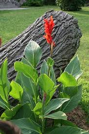 Check spelling or type a new query. Growing Canna Lilies Is Simple And Rewarding Canna Lilies Make Spectacular Plants
