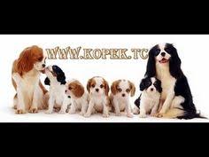 Kopek Kulubu Google Kopek Kulubu 0532 343 8041 Pinterest