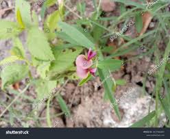 Image result for Alysicarpus