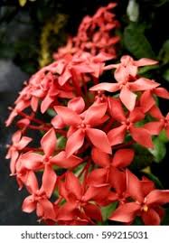 Image result for Pavetta rwandensis