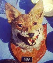 Pin On Crap Taxidermy