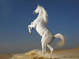 View and download pegasus white horse 4k ultra hd mobile wallpaper for free on your mobile phones, android phones and iphones. 43 White Horse Wallpapers On Wallpaperbig