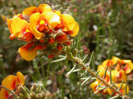 Image result for Crotalaria phylicoides