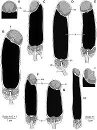 Image result for Galeomma