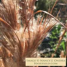 Image result for Andropogon
