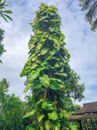 Sirih Gading Epipremnum Aureum Big Size