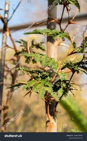 Image result for Acacia cornigera