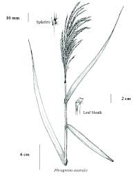 Image result for Phragmites australis