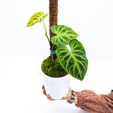 Image result for Viscum verrucosum